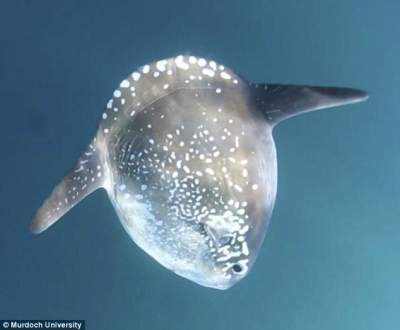 Giant new sunfish species discovered on New Zealand beach Giant new sunfish species discovered on New Zealand beach